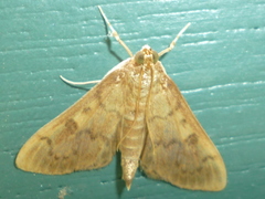 Psara obscuralis