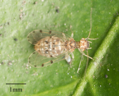 Ectopsocus californicus