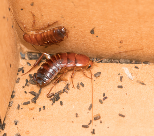 Turkestan Cockroach photo 4