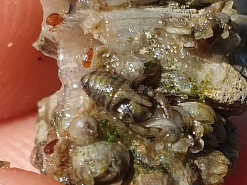 Campecopea hirsuta
