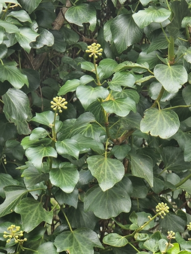 Image of Hedera maderensis by (c) Vítor Jorge, some rights reserved (CC BY)
