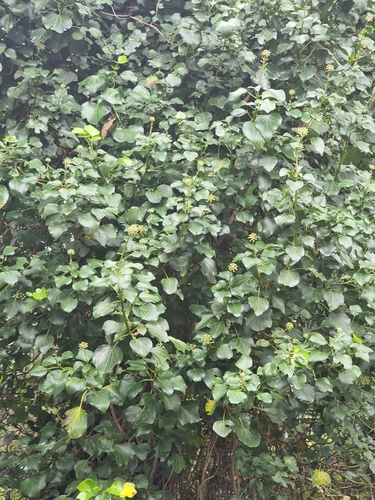 Image of Hedera maderensis by (c) Vítor Jorge, some rights reserved (CC BY)