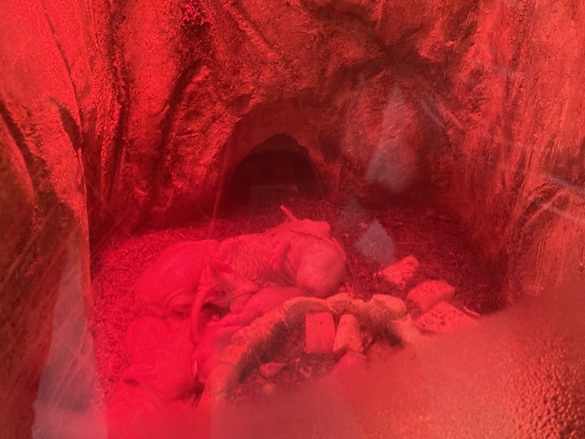 desert mole rat, naked mole-rat, sand puppy