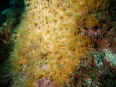 Savalia lucifica