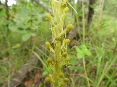 Satyrium volkensii