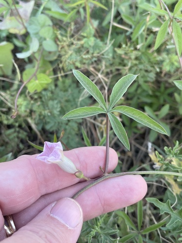 Ipomoea wrightii iNat (3)