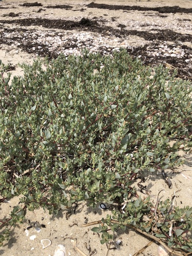 Crested saltbush (Atriplex cristata)