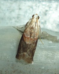 Acrobasis palliolella