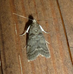 Acrobasis betulella