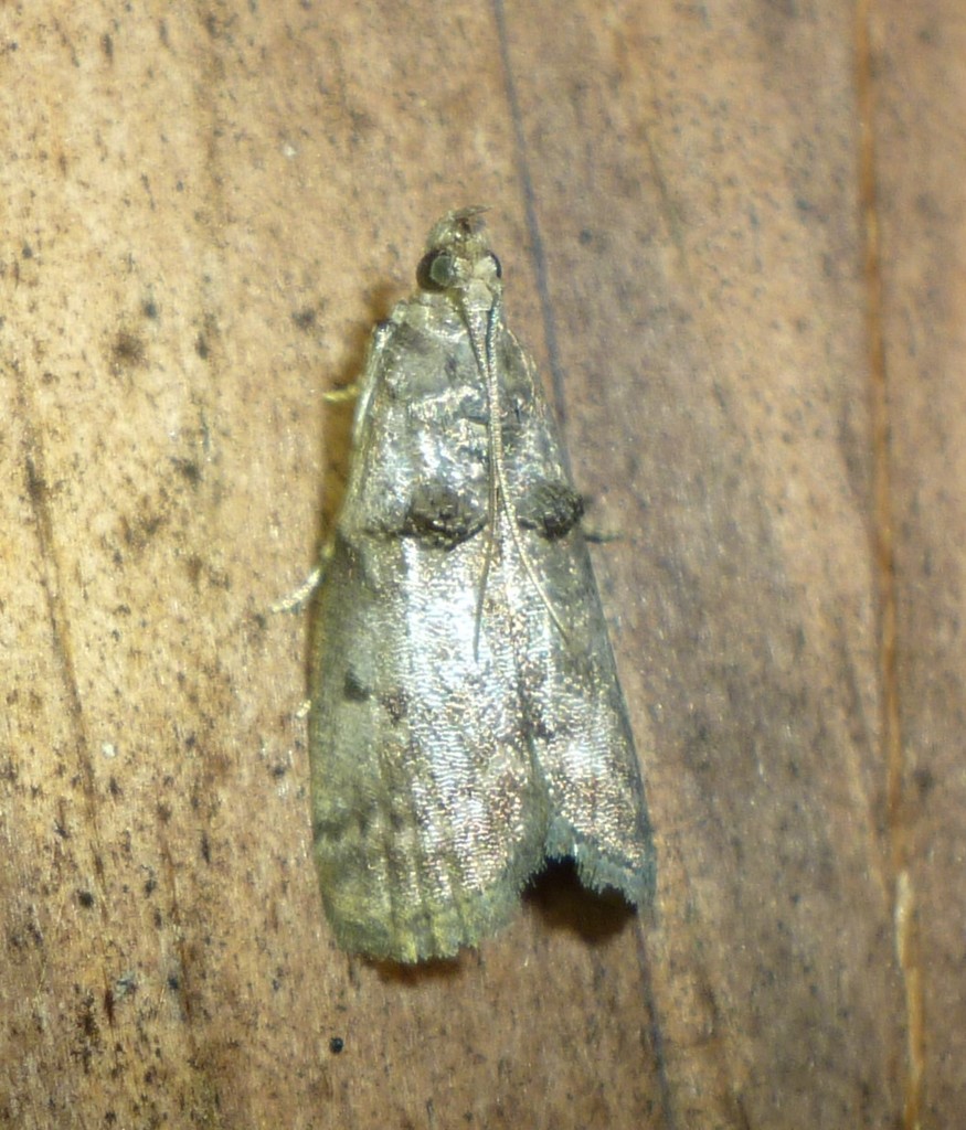 Birch Tubemaker Moth