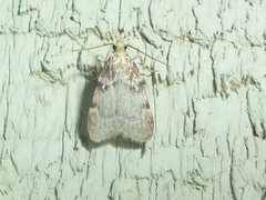 Acallis alticolalis