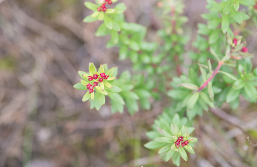 Rhodiola himalensis, photograph 4