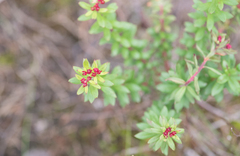 Rhodiola himalensis, photograph (c) Morten Ross, some rights reserved (CC BY)