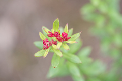 Rhodiola himalensis, photograph (c) Morten Ross, some rights reserved (CC BY)