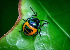 Calliphara