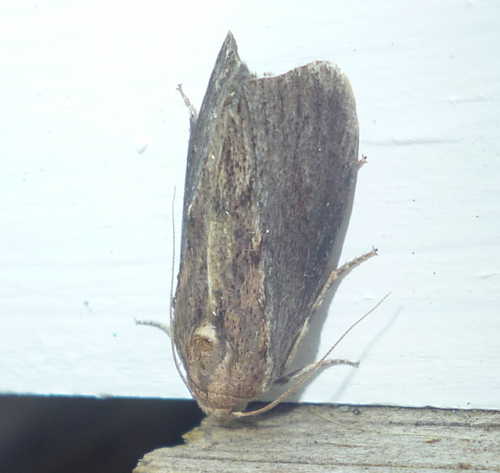 Greater Wax Moth photo 4