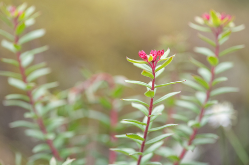 Rhodiola himalensis, photograph 5