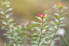 Rhodiola himalensis, photograph (c) Morten Ross, some rights reserved (CC BY)