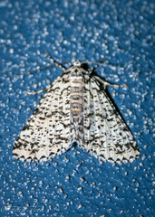 Lophosigna catasticta