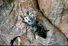 Capnodis cariosa