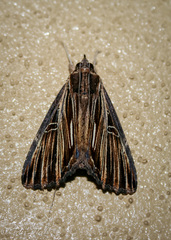 Ercheia ekeikei