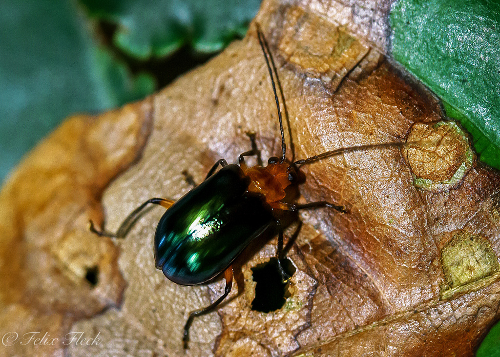 Prasyptera