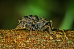 Poropterus
