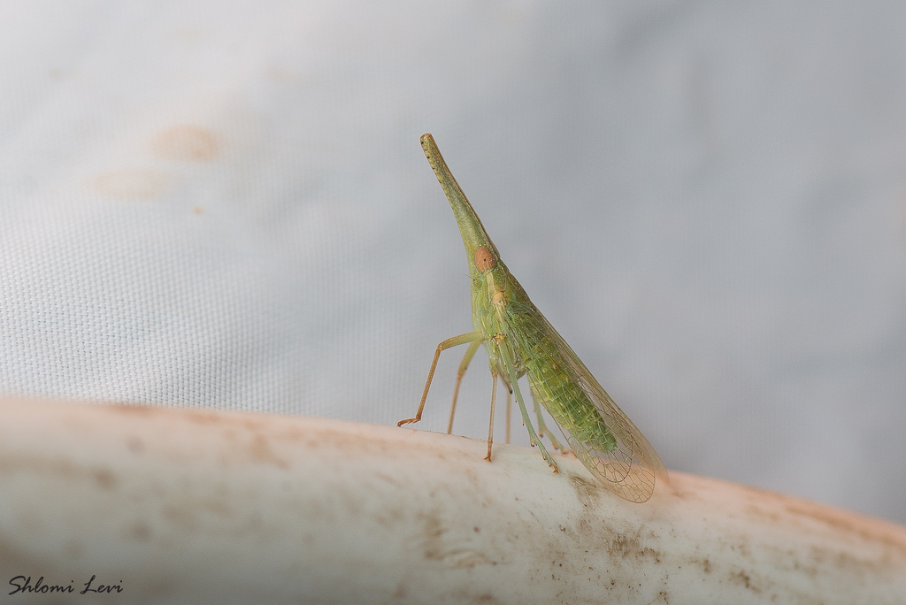 Dictyophara xiphias