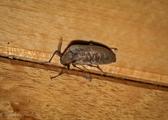 Trigonodera