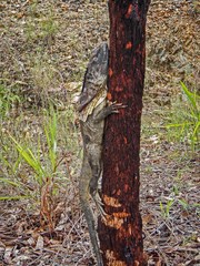 Chlamydosaurus kingii