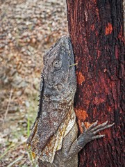 Chlamydosaurus kingii