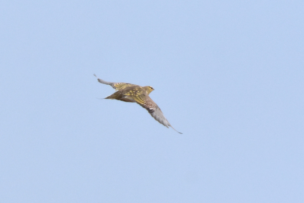 Pin-tailed Sandgrouse