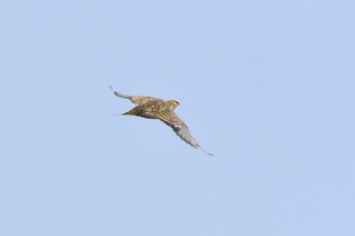 Pin-tailed Sandgrouse