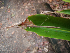 Sipyloidea larryi