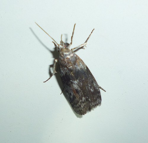 Locust Leafroller Moth photo 4