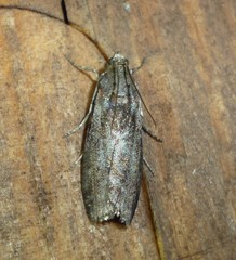 Sciota subcaesiella
