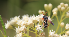 Leucospis hopei