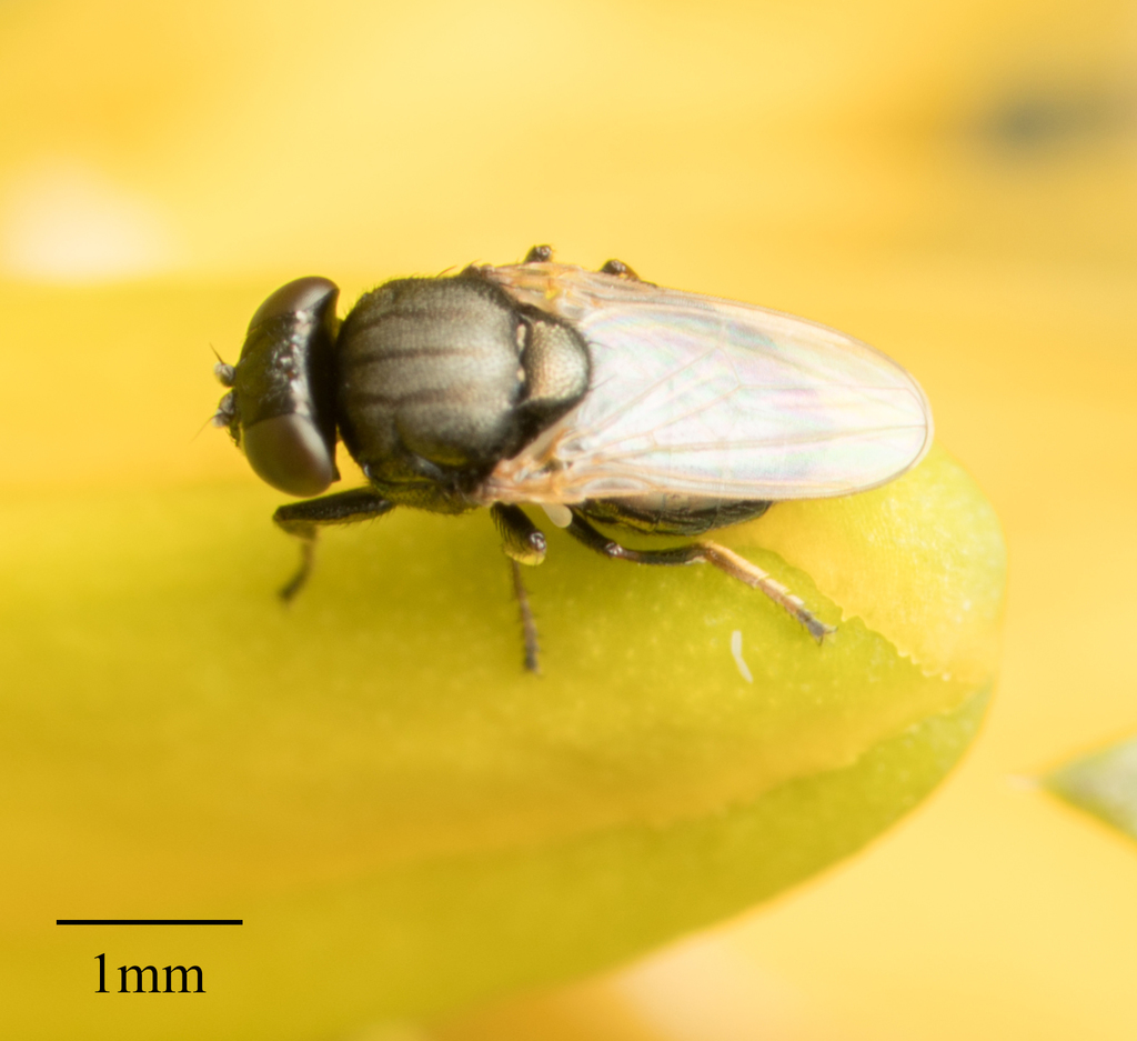 Shore fly