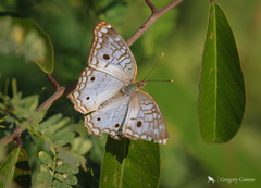 Anartia jatrophae