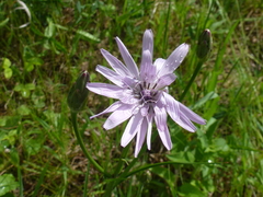 Scorzonera purpurea