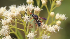 Leucospis hopei