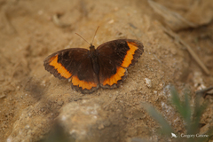 Pedaliodes symmachus