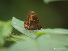 Pedaliodes symmachus