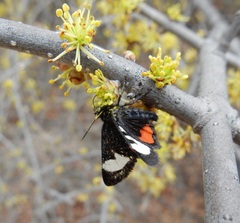Psychomorpha epimenis
