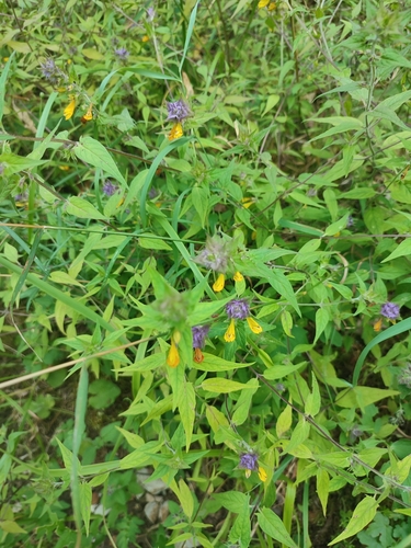 Image of Melampyrum vaudense by no rights reserved