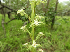 Habenaria retinervis
