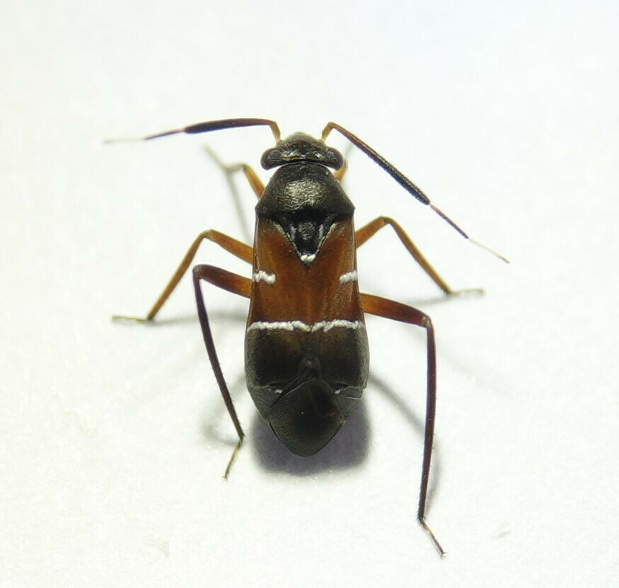 cinnamon plant bug
