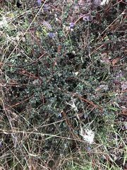 Ceanothus foliosus foliosus