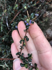 Ceanothus foliosus foliosus