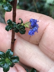 Ceanothus foliosus foliosus